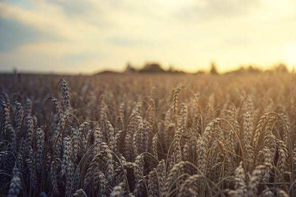 Polonia, Ucraina şi Lituania încheie un acord pentru tranzitul cerealelor ucrainene