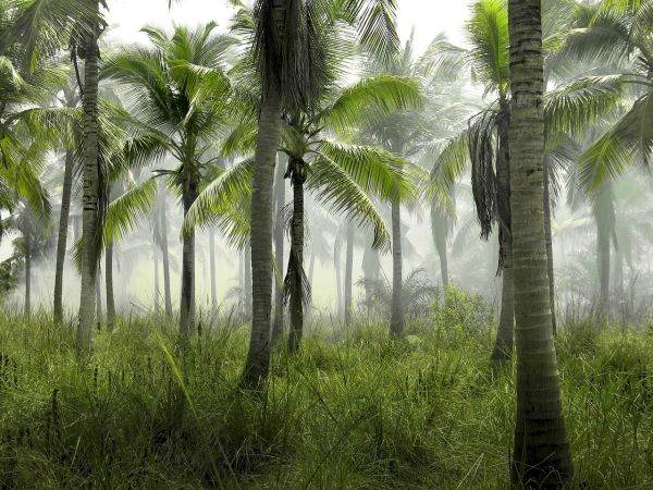 Cooperation to save Tropical Forests