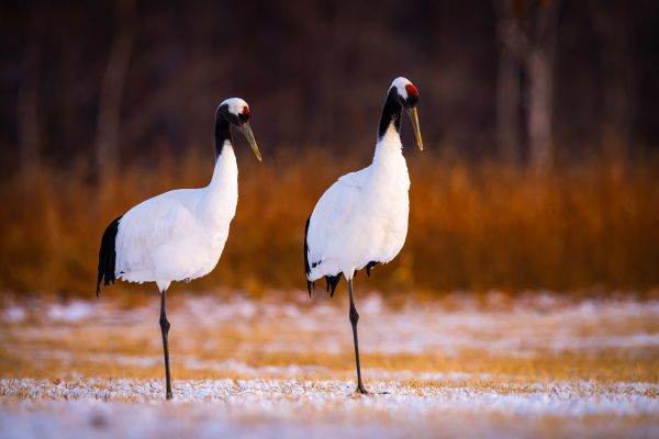 Climatic changes: Cranes "forget" to migrate