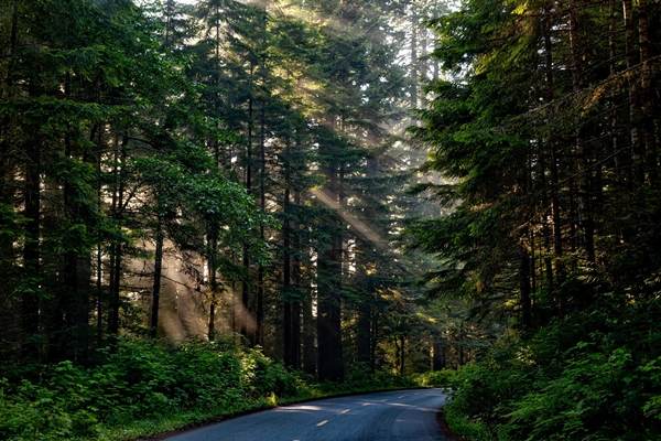 Licitaţia pentru dezvoltarea sistemului naţional de monitorizare video a fondului forestier, publicată în SEAP 