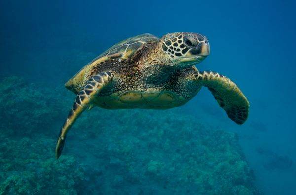 According to the updated list, green turtles in the south-central region and in the eastern Pacific Ocean are considered "endangered" and "vulnerable", being in turn affected by the consequences of global warming and bycatch during fishing. (Photo source: www.seeturtles.org, photo credits: Neil Ever Osborne, Hal Brindley)