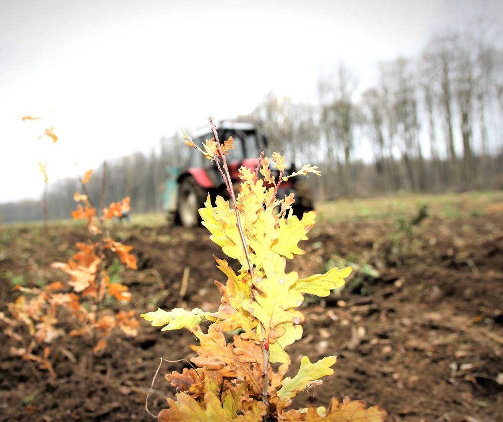 Regia Naţională a Pădurilor - Romsilva a plantat anul trecut peste 25 de milioane de puieţi forestieri în fondul forestier de stat