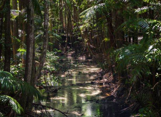 The Amazon forest, at the turn, enters a road of no return