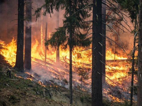 Reuters: Prim-ministrul Australiei, Anthony Albanese, a promis să ofere sprijinul necesar statului Victoria, afectat de incendii de mai multe zile