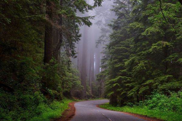 Natura în UE: o lege pentru a reface 20% din suprafaţa terestră şi maritimă