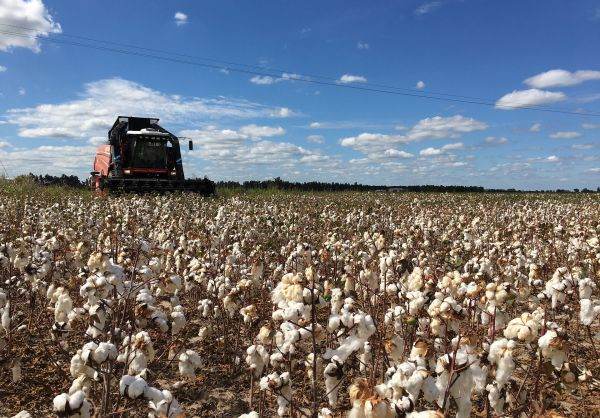 BM: Preţurile materiilor prime agricole, aşteptate să crească