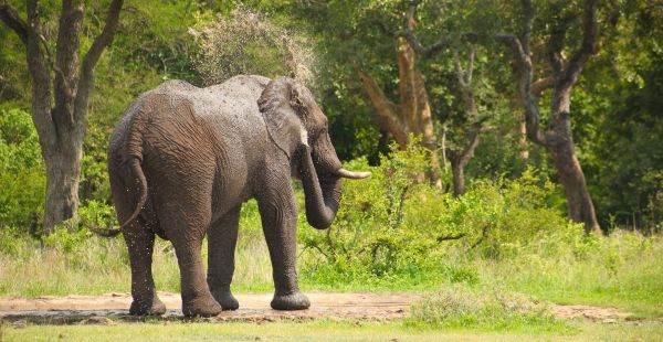 Traffic in wild plants and animals, hard to eradicate