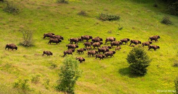 WWF-România: Zimbrii au fost reintroduşi în Munţii Ţarcu 