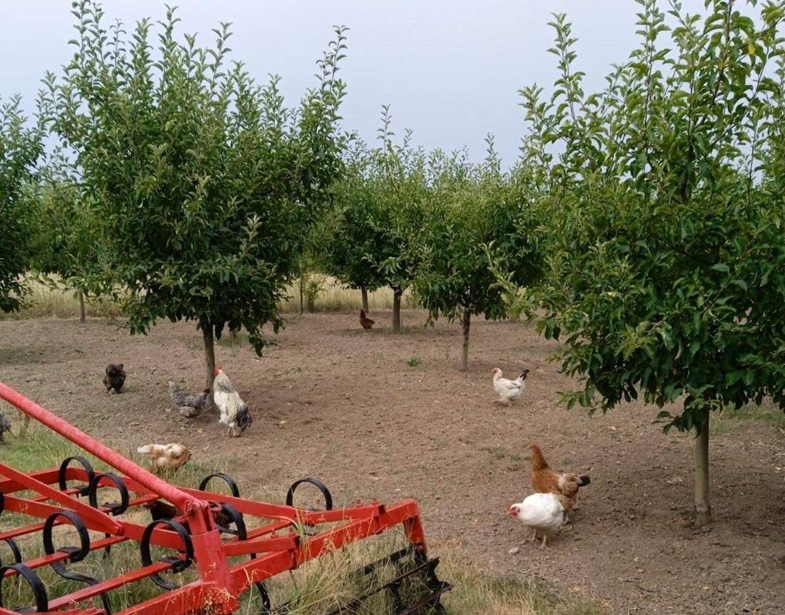 Fundaţia Carmistin a donat 10.000 găini ouătoare BIO în cadrul campaniei anuale dedicate comunităţiIor locale