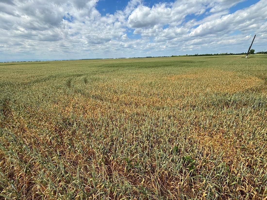 Direcţia Agricolă Buzău face demersuri pentru schimbarea legislaţiei privind acordarea despăgubirilor de secetă