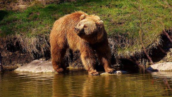 The authorities targeted the brown bear again