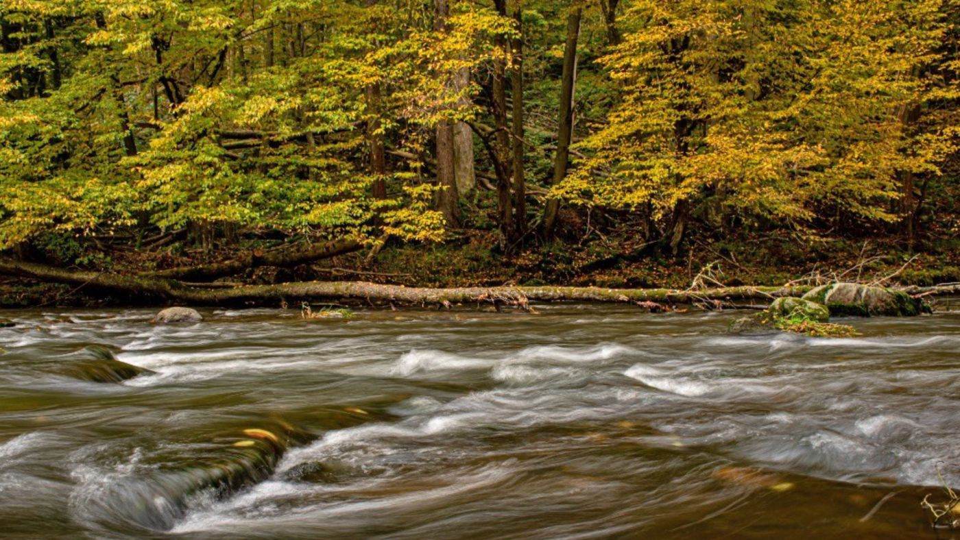 Rewilding România demarează un proiect de restaurare a râurilor în Carpaţii Meridionali