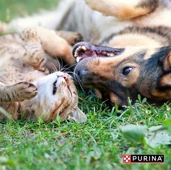 Şi animalele de companie fac insolaţie. Specialiştii Purina ne spun cum se manifestă şi cum poate fi prevenită