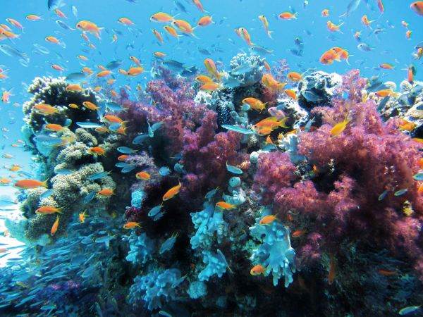 The temperature of the water in the Great Barrier Reef, the highest level in the last 400 years