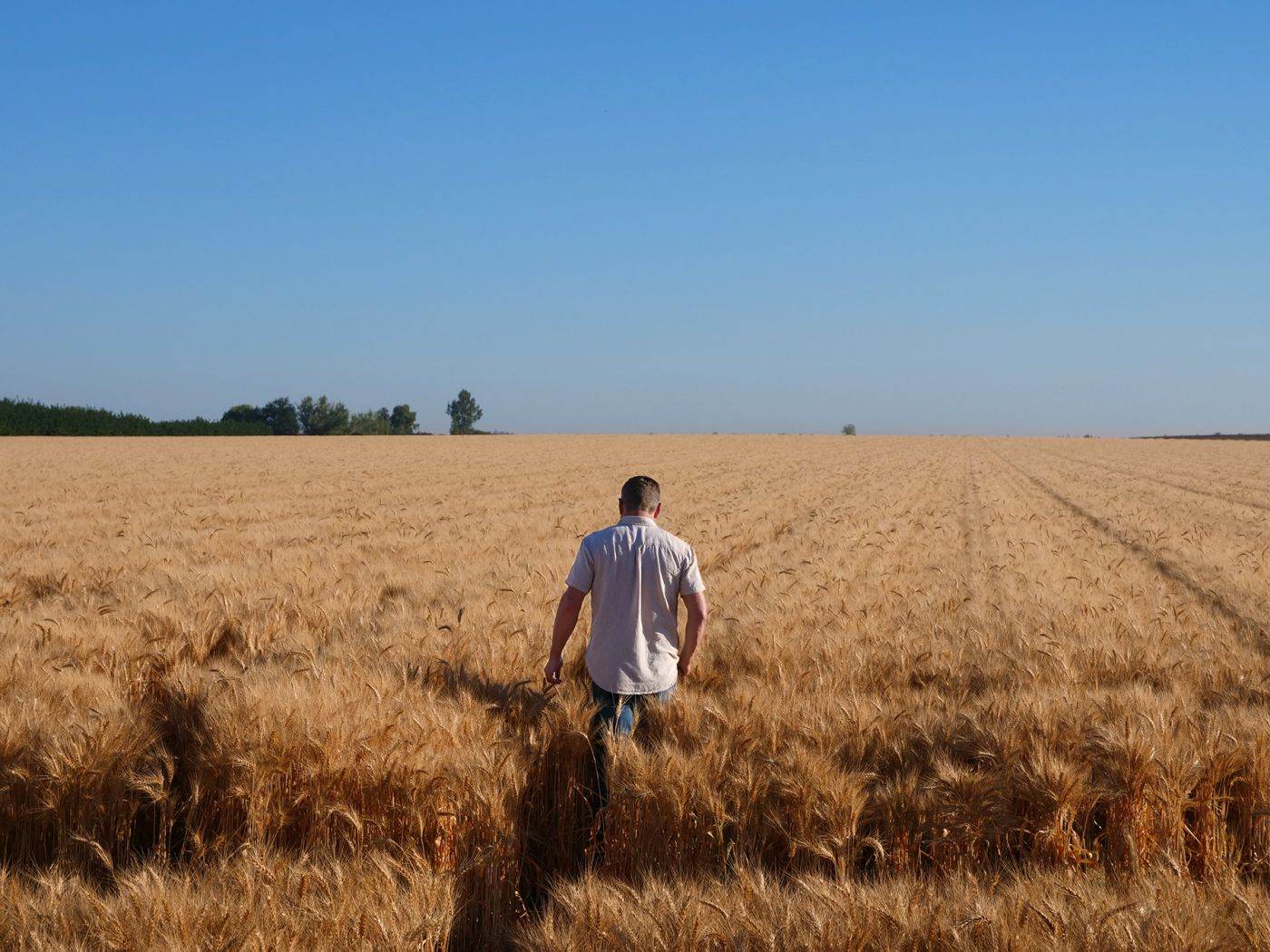 Maria Cîrjă, Corteva Agriscience: "Tehnologiile de vârf protejează şi întăresc sănătatea culturilor agricole din România "