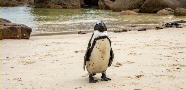 Potrivit lui Richard Leck, responsabil pentru oceane la WWF Australia, proiectul Australiei nu ar proteja "unele dintre cele mai importante zone ale insulelor", în principal habitatul esenţial al unor specii precum pinguinul regal sau albatrosul cu sprâncene negre.