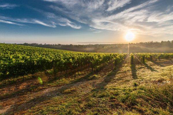 Preşedintele Academiei a vorbit despre modelele pentru transformarea agriculturii