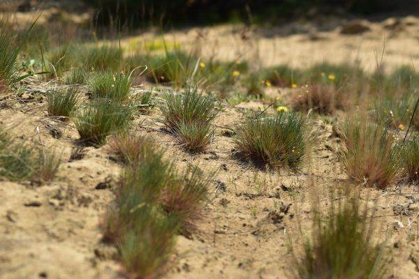 UN Conference to Combat Desertification Ends in Failure