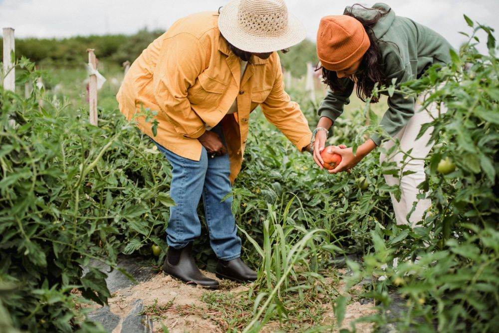 INS: Numărul exploataţiilor agricole a scăzut cu 1%, în 2023, la 2,859 milioane, faţă de 2020