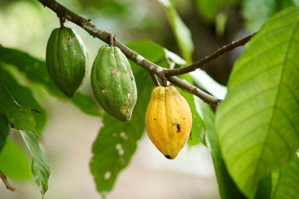 Cafeaua şi boabele de cacao - materiile prime cu cele mai mari câştiguri, în 2024