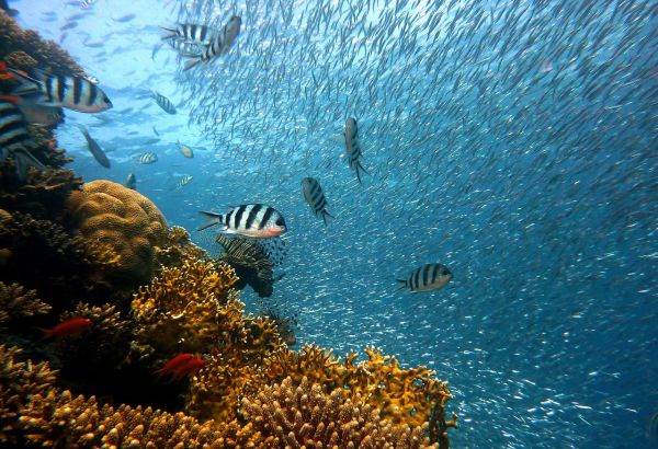 World's oceans reach record temperatures, climate alarm signal