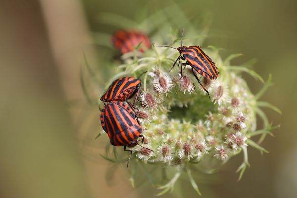 Insect life, studied by an academic alliance