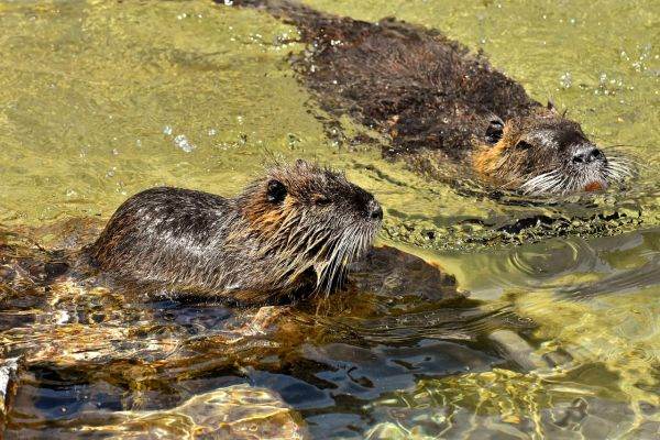 Beavers, ecological builders, saved over a million euros for Czech taxpayers