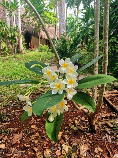 Riviera Maya - atracţie pentru bogaţii lumii şi pentru tinerii îndrăgostiţi