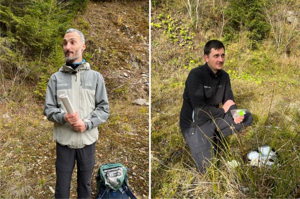 Studiu Carpathia: A fost descoperită prima specie hibrid lup-câine din România